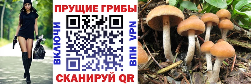 OMG ССЫЛКА  Великий Устюг  Галлюциногенные грибы прущие грибы 
